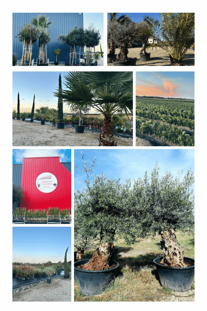 Collage photos de la pépinière Viti-Orn D'Andrea : oliviers centenaires en pot, rangées de vignes, plantes exotiques et arbustes d'ornement à Plaisance du Touch